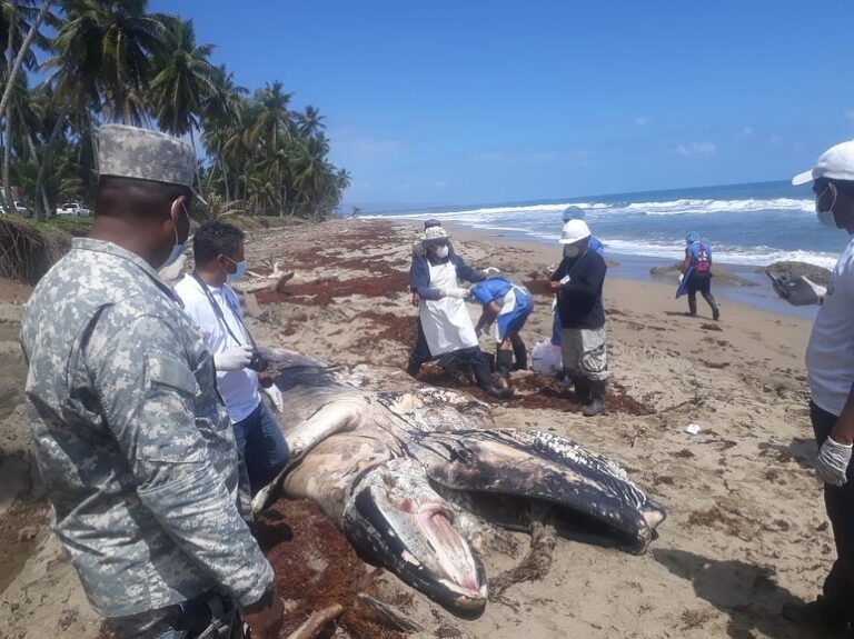 Autoridades de CODOPESCA hacen levantamiento de ballena jorobada muerta en playa de Nagua
